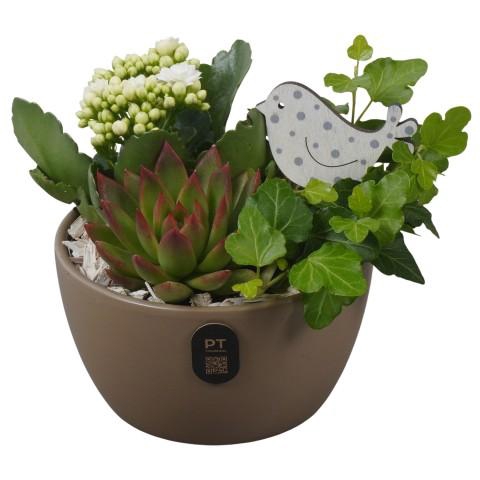 <h4>PTIB5159 Arrangementen kamerplanten</h4>
