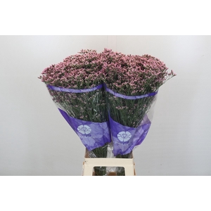 Limonium Pink Diamond