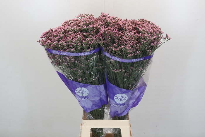 <h4>Limonium Pink Diamond</h4>