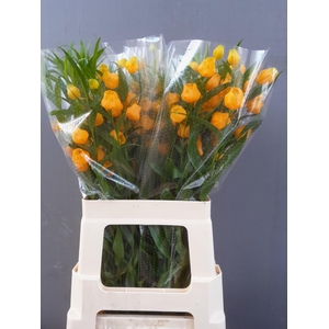 SANDERSONIA ROY HIGH