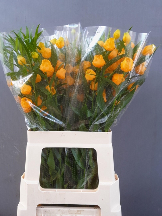 <h4>SANDERSONIA ROY HIGH</h4>