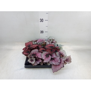 Begonia BD rex   ...mix