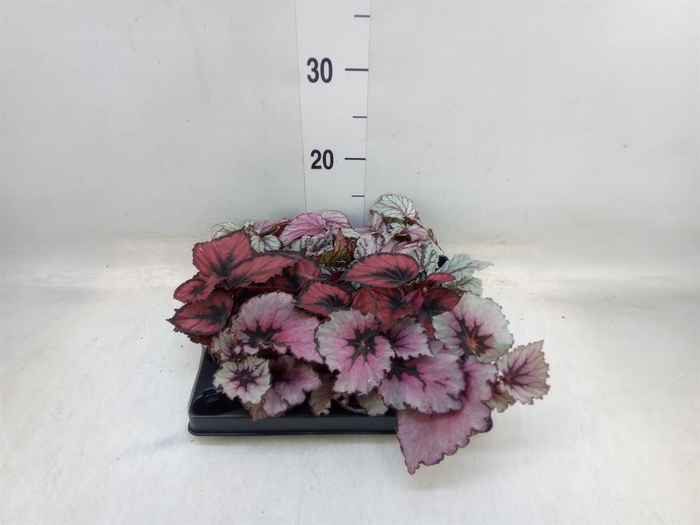 <h4>Begonia BD rex   ...mix</h4>