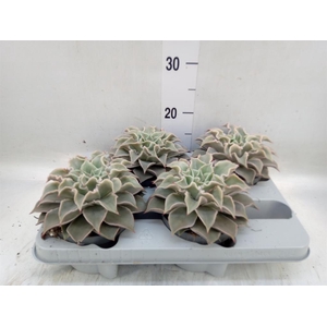 Echeveria ...