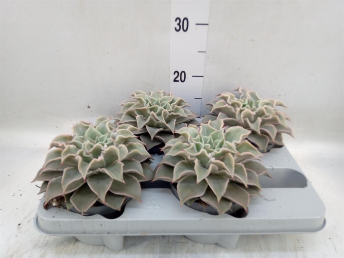 <h4>Echeveria ...</h4>