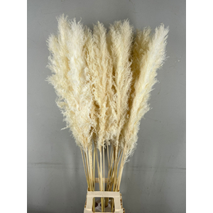 Df Pampas Bleached (head 60cm)