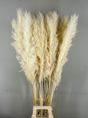 <h4>Df Pampas Bleached (head 60cm)</h4>