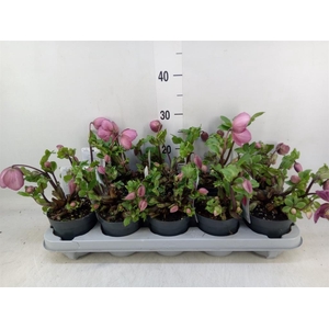 Helleborus  'Verboom Sifra'