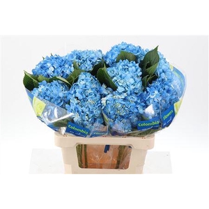 Hydra M Dark Blue Select