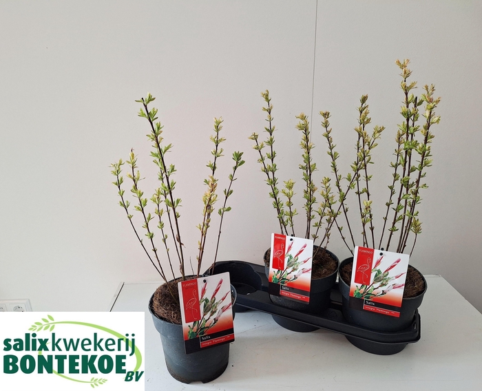 <h4>SALIX IN FLAMINGO</h4>