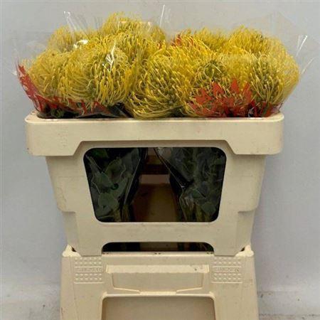 <h4>Leuco Co High Gold</h4>