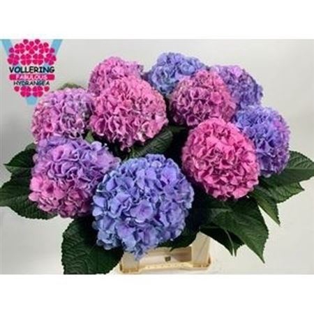 <h4>Hydr M Royal Pride</h4>
