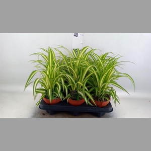 Chlorophytum com. 'Variegatum'