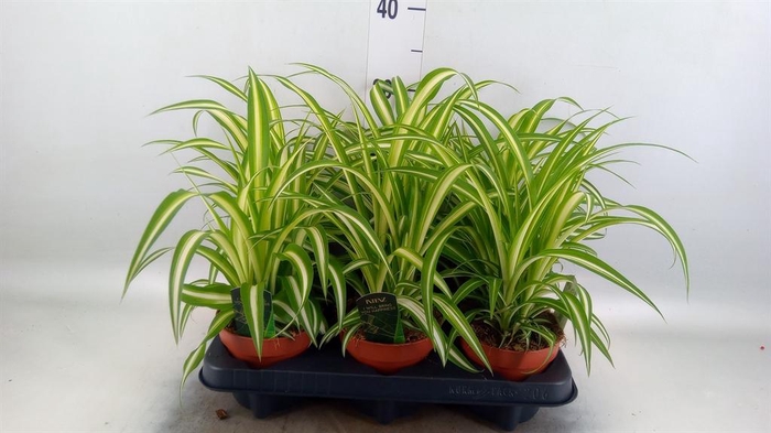 <h4>Chlorophytum com. 'Variegatum'</h4>