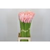 Zantedeschia Eydolls Pink