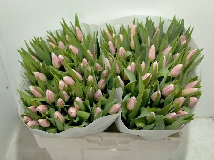 <h4>TU EN GABRIELLA</h4>