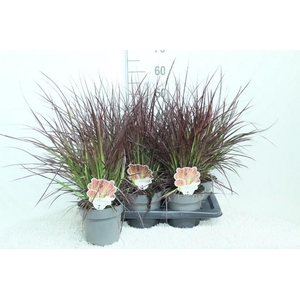 Pennisetum advena 'Fireworks'