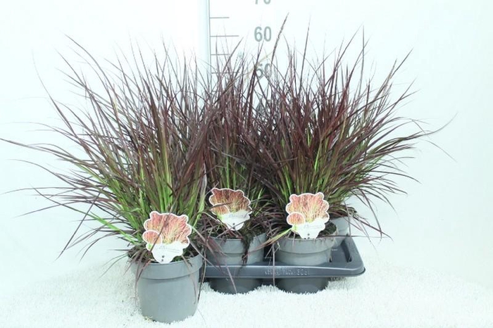 <h4>Pennisetum advena 'Fireworks'</h4>