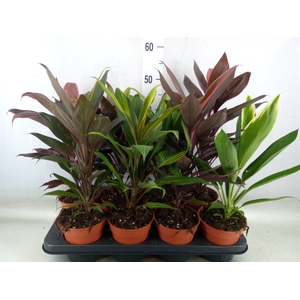 Cordyline   ...mix