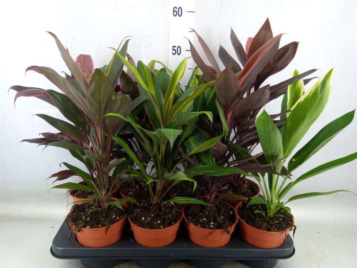 <h4>Cordyline   ...mix</h4>