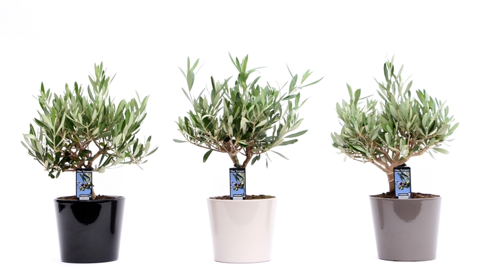 <h4>Olea Olijf in Mix Keramiek Roma</h4>