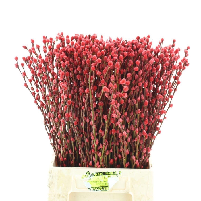 <h4>SALIX OV KLB H%</h4>