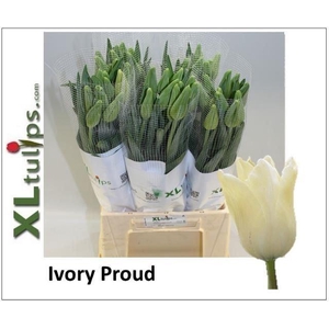 TULIPA EN IVORY PROUD (white)