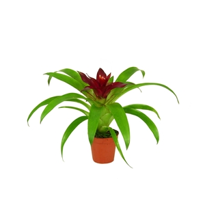 Guzmania Intro