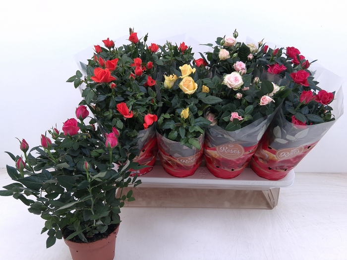 <h4>RO FAV RO GEM 4 SRT</h4>