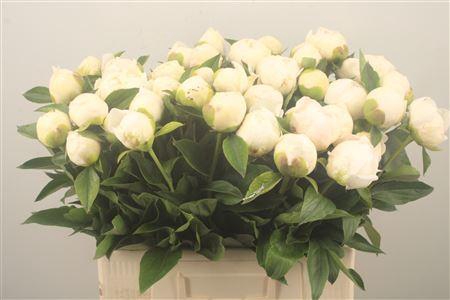 <h4>Paeonia L Bridal Shower</h4>