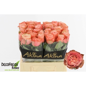 Rosa large kahala