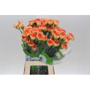 Anjer Funza Lang Boiro