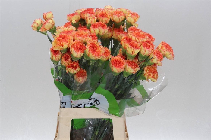 <h4>Anjer Funza Lang Boiro</h4>