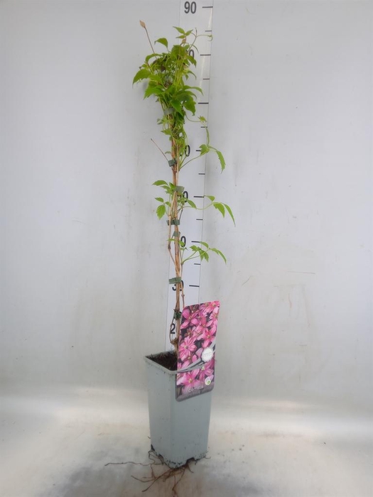 <h4>Clematis montana 'Broughton Star'</h4>