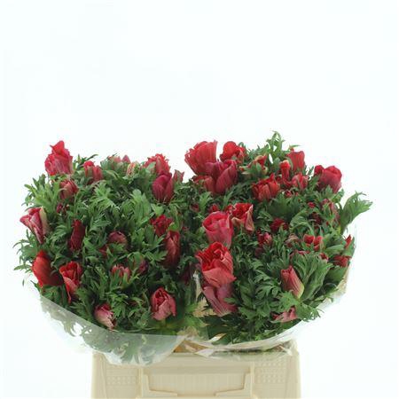 <h4>Anem Co Mis + Red</h4>