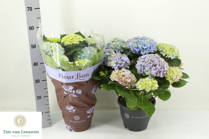 <h4>HYDR M HI RIVER</h4>