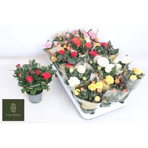 RO KORDAN GRANDE GEM