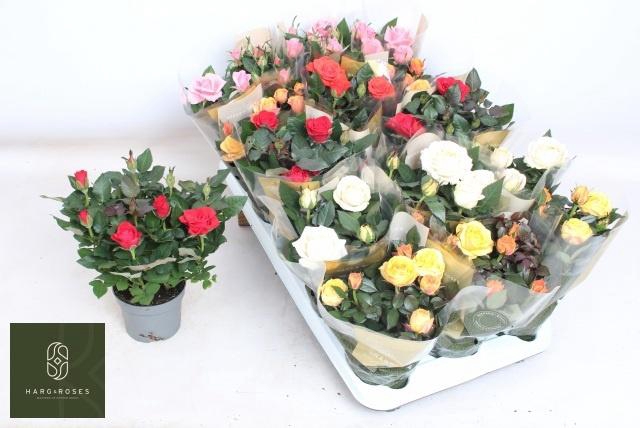 <h4>RO KORDAN GRANDE GEM</h4>