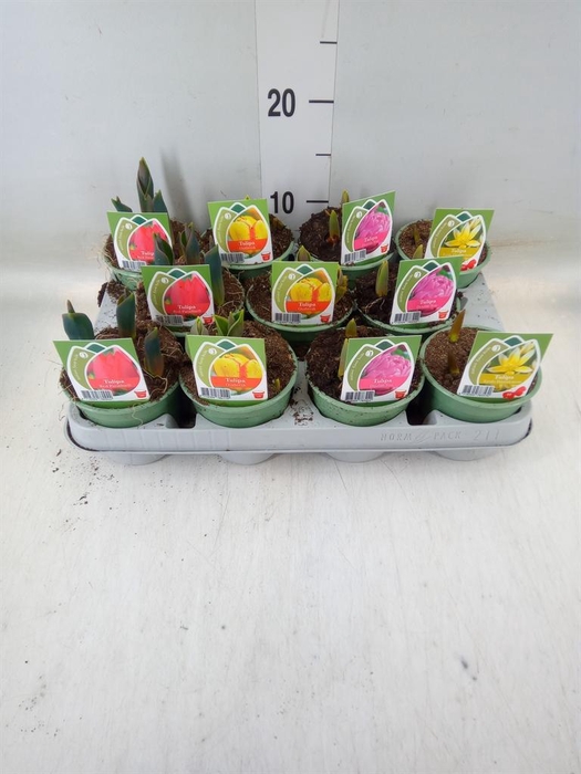 <h4>Tulipa   ...</h4>