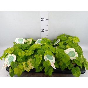 Tolmiea menziesii   ...variegated