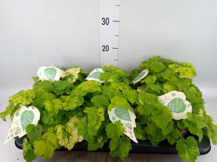 <h4>Tolmiea menziesii   ...variegated</h4>
