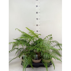 Dicksonia antarctica