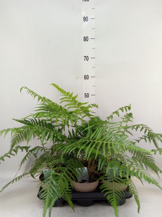 <h4>Dicksonia antarctica</h4>