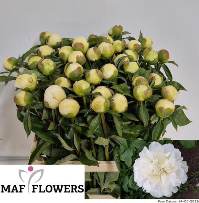 <h4>PAEONIA LACT. 'DUCHESSE DE NEMOUR'</h4>