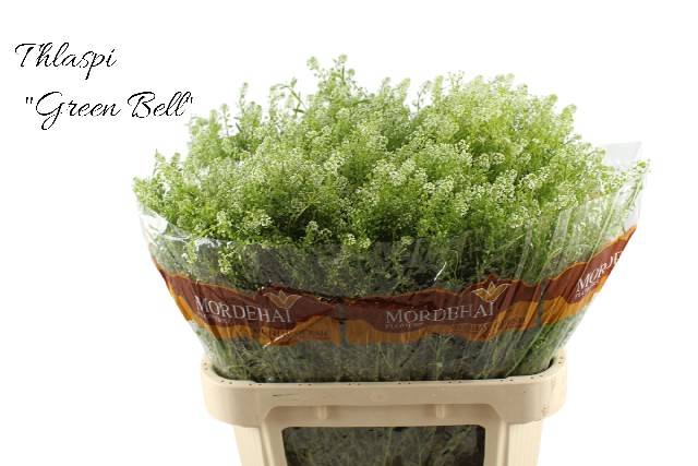 <h4>LEP RU GREEN BELL</h4>
