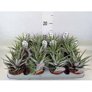 Haworthia fasciata 'Alba'