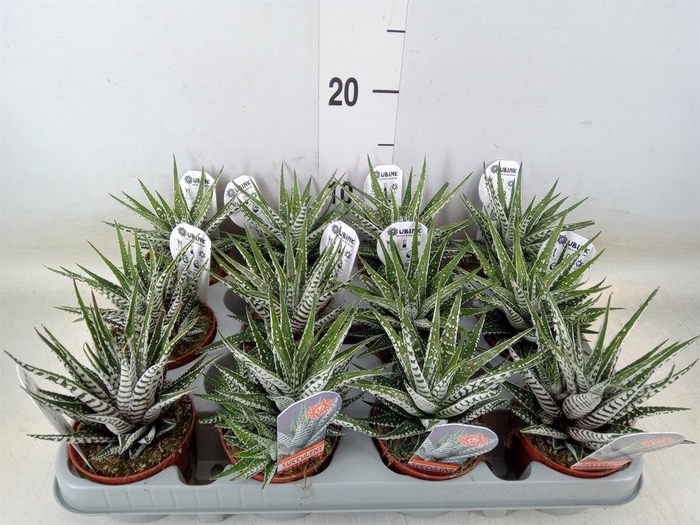 <h4>Haworthia fasciata 'Alba'</h4>