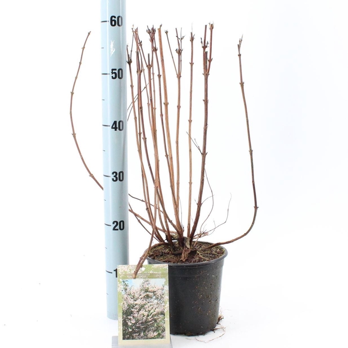 <h4>Deutzia scabra</h4>