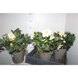 Hell Ni Happy Day 10 Bloemen+