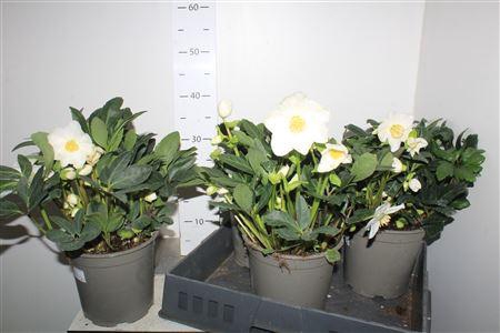 <h4>Hell Ni Happy Day 10 Bloemen+</h4>